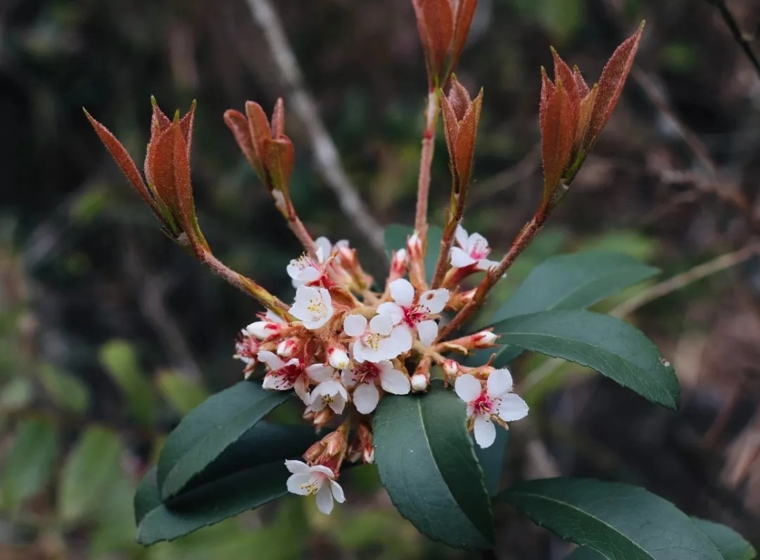 make-s-tree-planting-activity-on-2019-china-s-arbor-day-flower.jpg