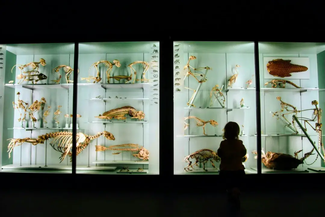 Museum Display Cabinet