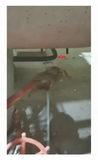 Macroscopic appearance of the leaking section of the pipeline