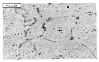 Scanning electron micrograph of matrix tissue