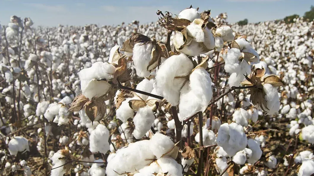 Recycled Cotton Recycled Cotton