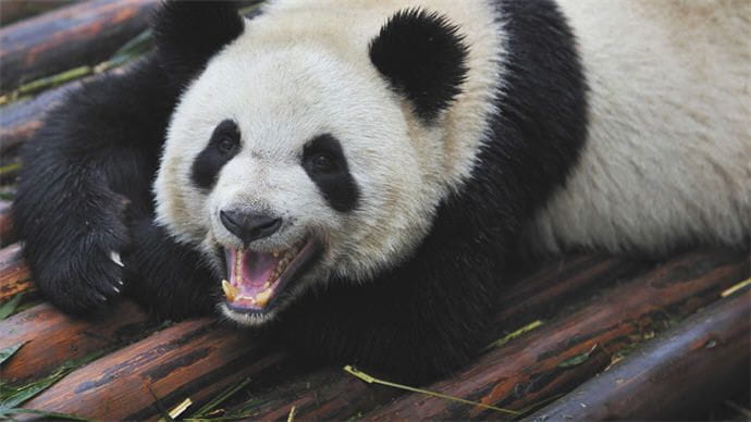 Has your website been hit by the Google Panda or Penguin algorithm?