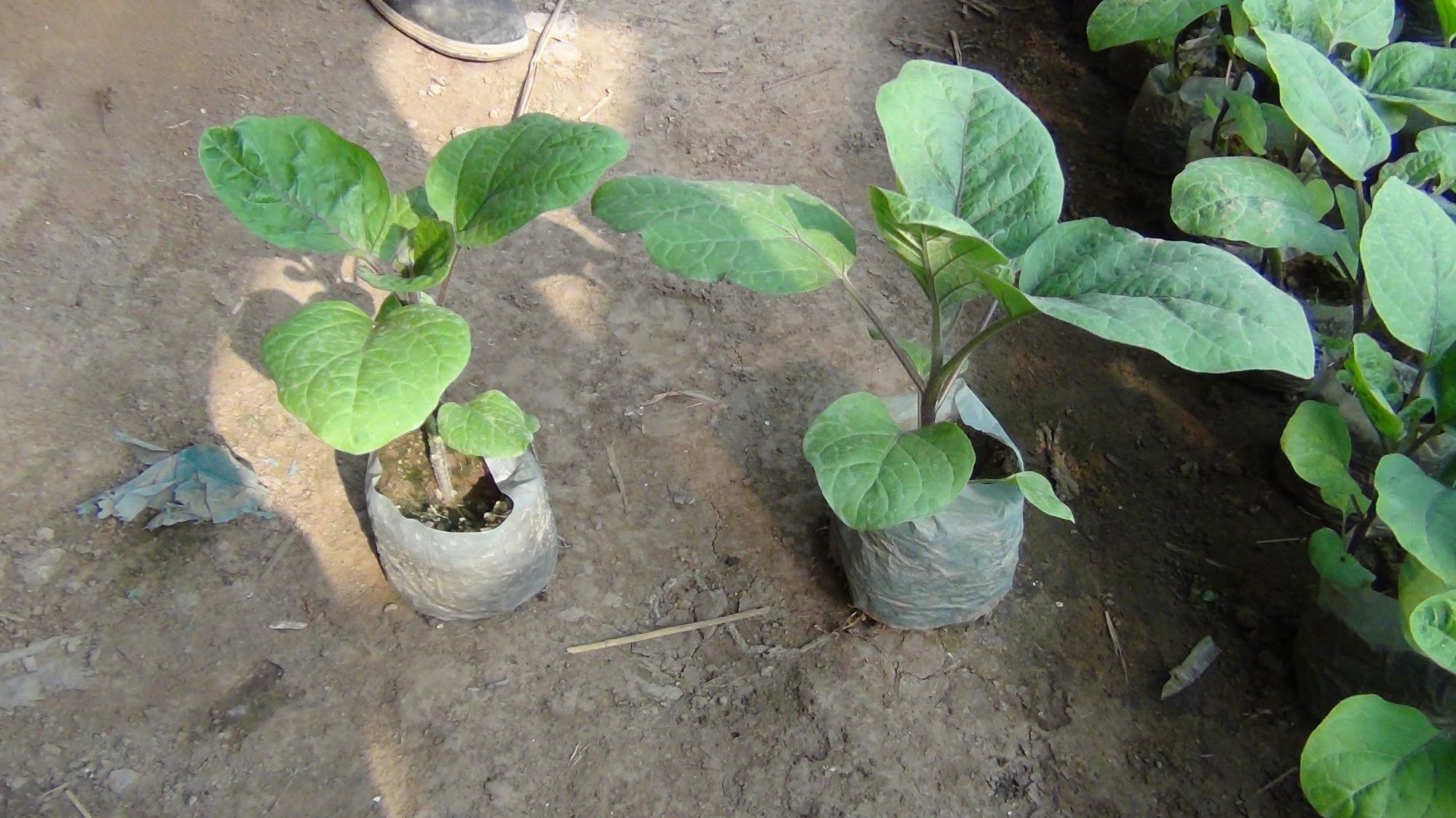 Finish the Field Test on Root Fertilizer
