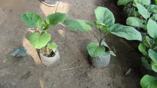 Finish the Field Test on Root Fertilizer