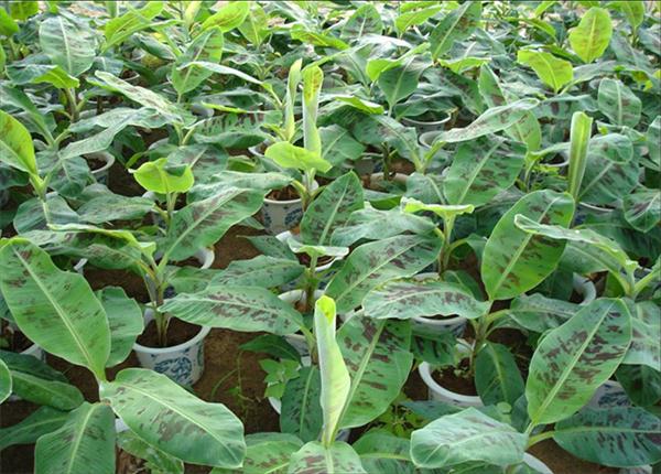 Beacon Liquid Fertilizer-Banana Trail Growth
