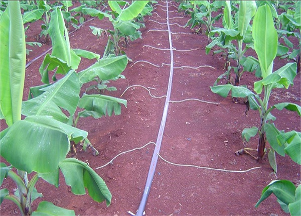 Liquid Fertilizer-Banana Trail Growth