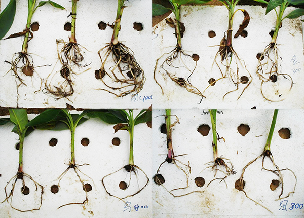 Liquid Fertilizer Banana Trail