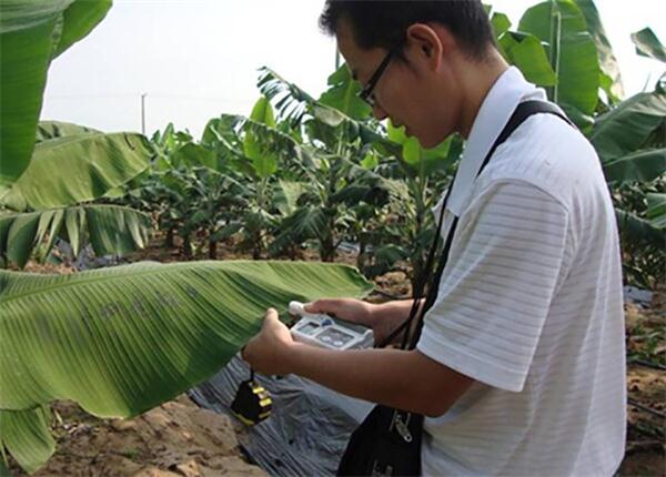 Banana Trail Field